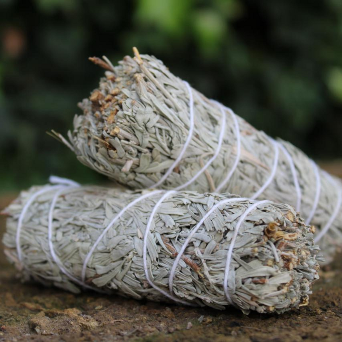 BLUE SAGE 4"