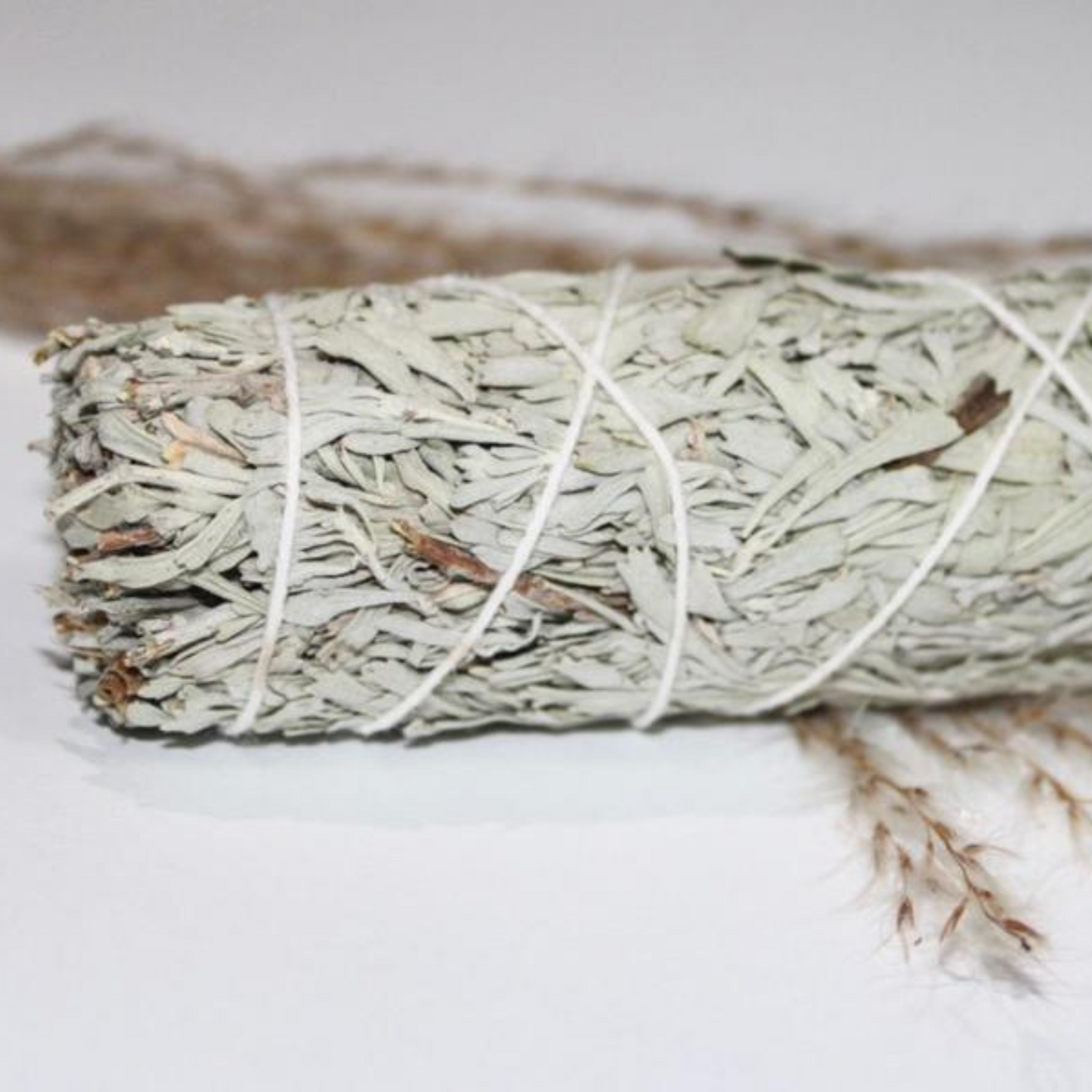BLUE SAGE 4"