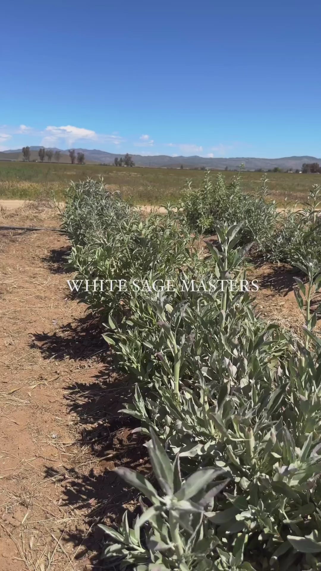 Load video: Meet White Sage Masters.